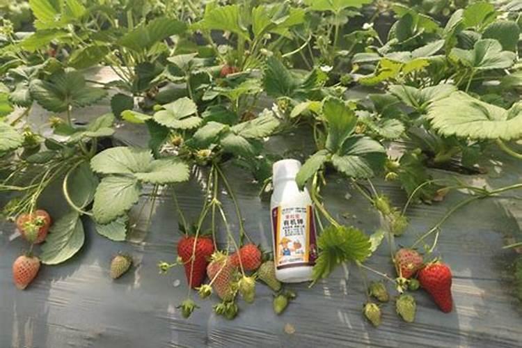 果树根外怎么施肥？用好了!1斤肥料当10斤用!yiu1237