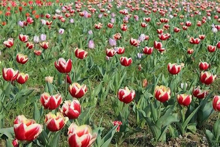 郁金香发芽后怎么施肥