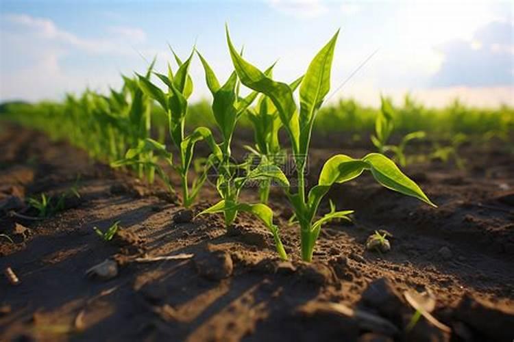 苞米怎么一步步生长呢