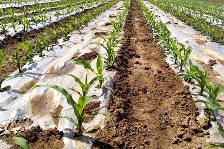 玉米苗期出现紫红苗是怎么回事？如何防治？