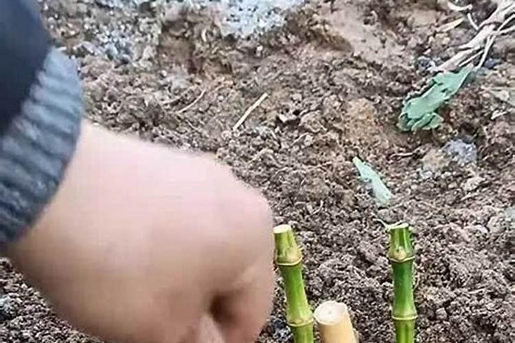 怎么能让细竹子长粗,需要修剪吗