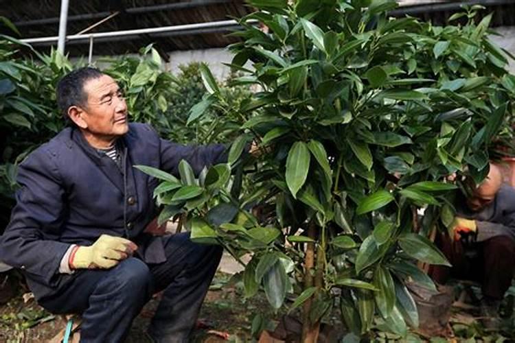 大株平安树用多少肥