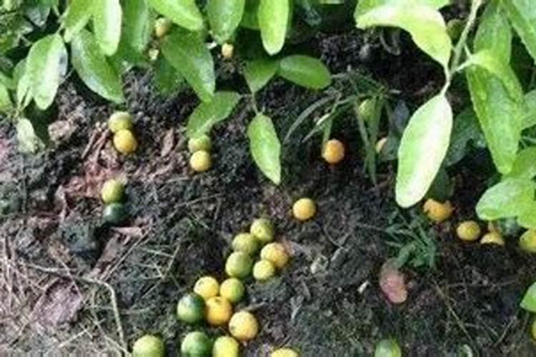 果树氮素过多会出现哪些症状？怎样防治？