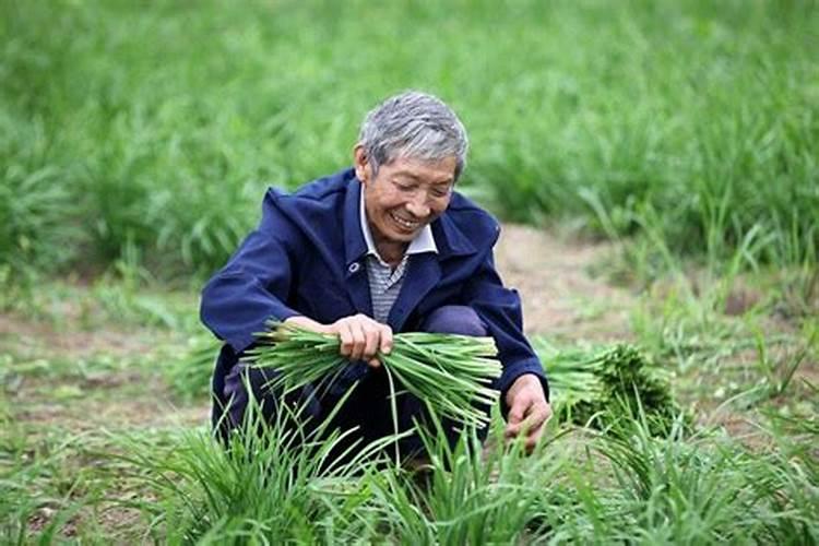 秋冬季的韭菜施什么肥