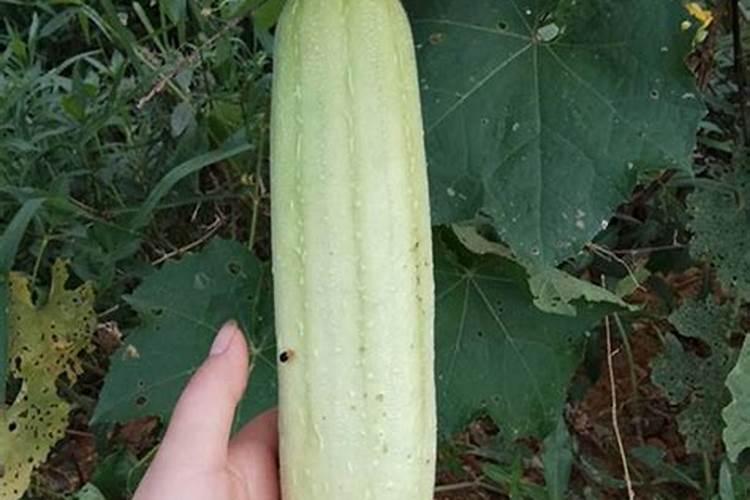 丝瓜催芽需要几天丝瓜催芽需要多长时间