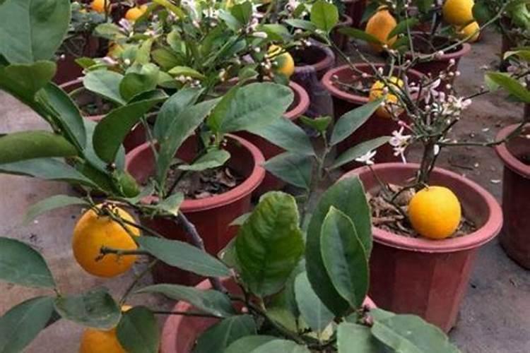 三角梅花期后如何施肥花开不断