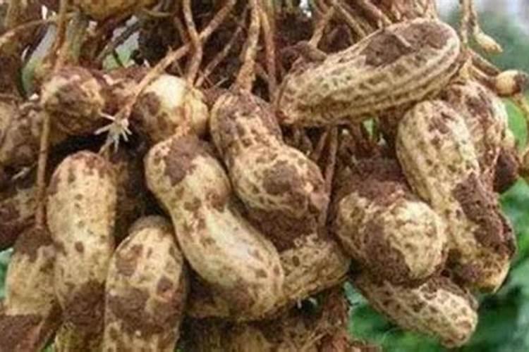 花生喷施硼肥的最佳时间