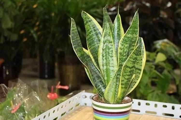 虎皮兰的养殖方法和注意事项(发财树的养殖方法和注意事项)