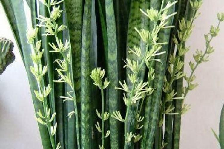 发财树虎皮兰……根全烂了也能救活？真神了