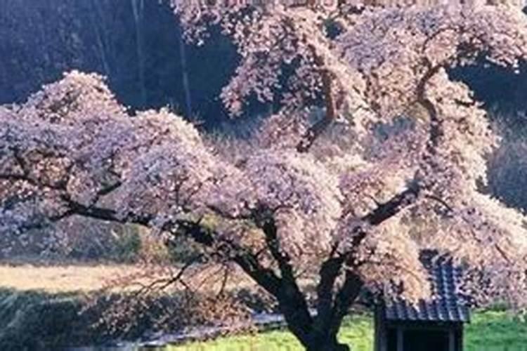 樱花树在冬季落叶后是否可以施肥