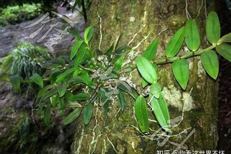 经过发酵腐熟的液态水能不能给石斛施肥？