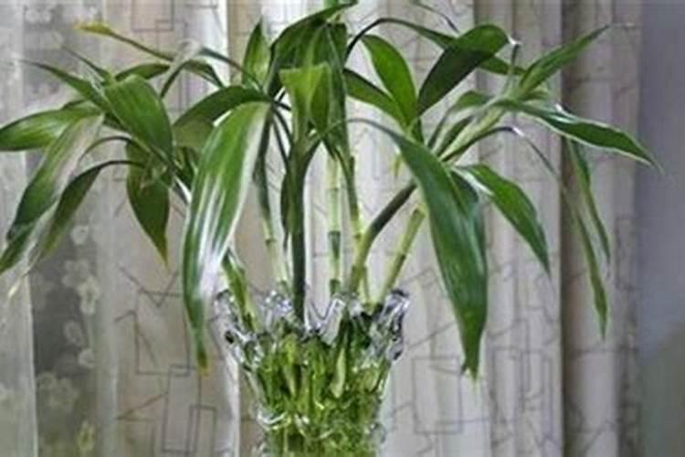 发财树怎么养护用什么肥生根 发财树如何养护用什么肥生根