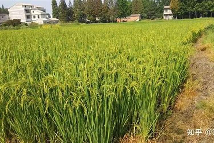 小麦可以用尿素与苯醚甲环唑混合喷施吗？