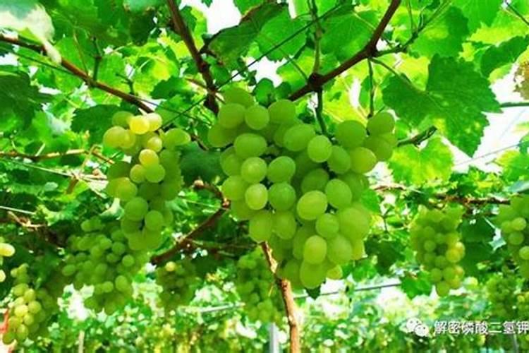 亚磷酸钾控旺什么时候打效果最好？