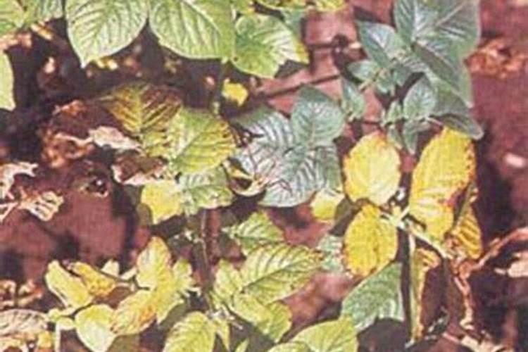 马铃薯叶子发黄枯萎怎么办 马铃薯叶子发黄枯萎的原因及解决方法百度知 ...