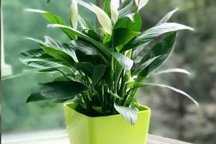 钾肥如何使用在花上