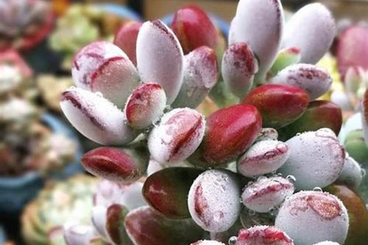 新玉缀掉叶子怎么办