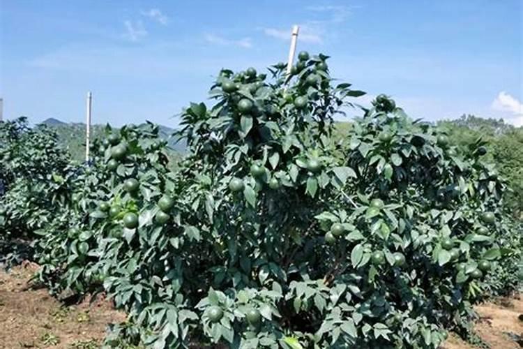 枇杷挂果后可以施硼肥吗？