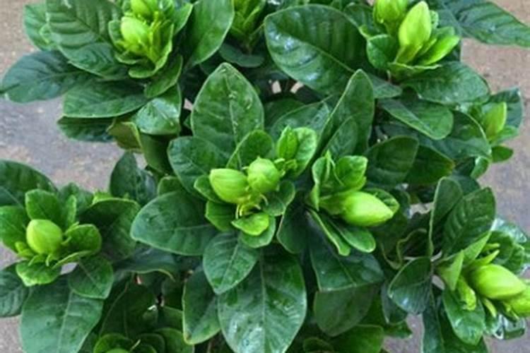 栀子花花苞期怎么施肥