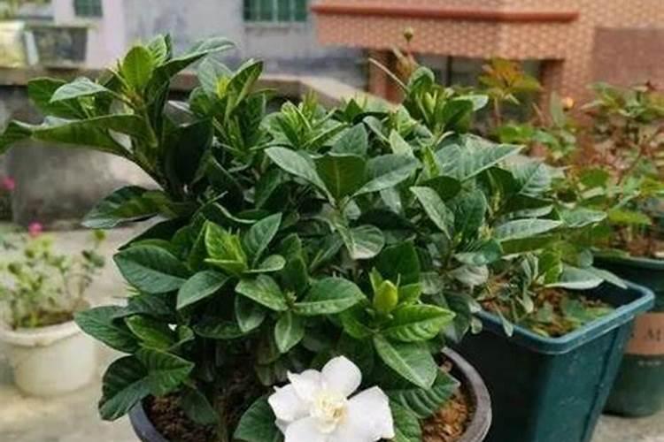 栀子花秋季如何施肥