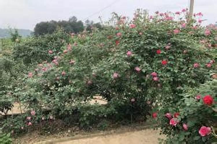 怎么给月季使用复合肥