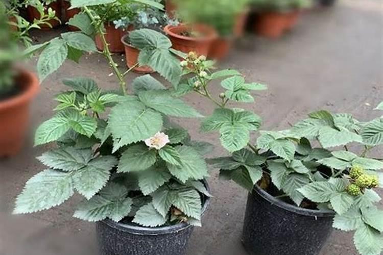 树莓几月份开花结果
