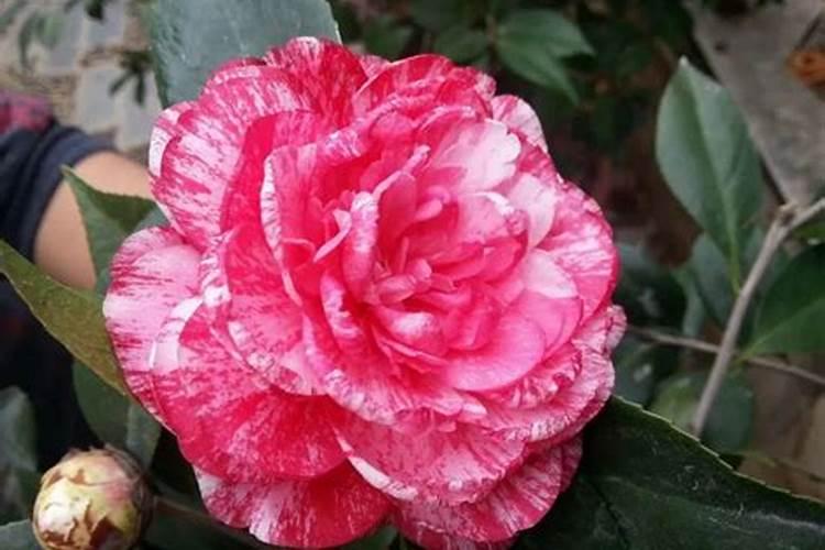 茶花应该多久施一次肥？