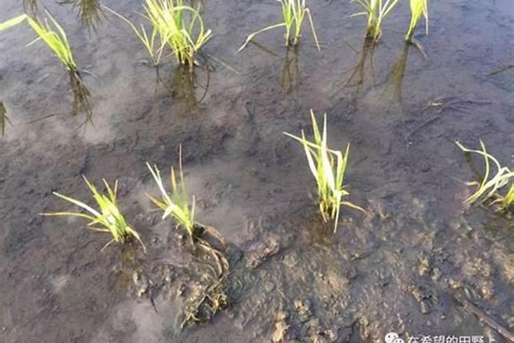 秧苗发黄怎么办