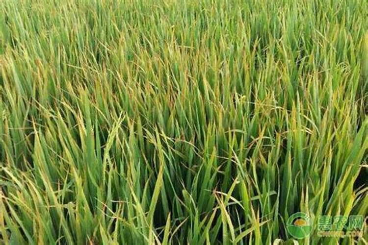 秧苗发黄怎么办