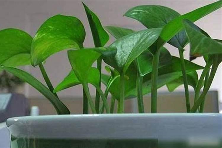 绿萝怎么养才能更旺盛几天浇一次水