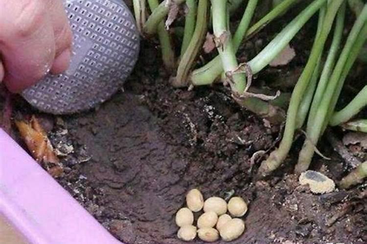 怎样种豆角高产