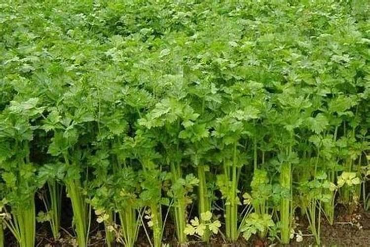 芹菜移栽后多少天可以施肥 芹菜移栽后多少天能施肥