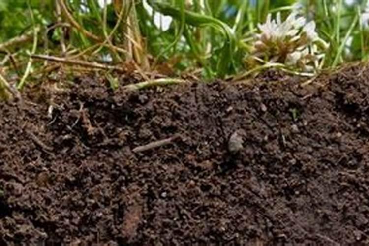 芹菜多久施一次肥