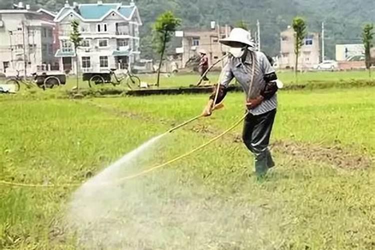 施肥后可以打除草剂吗