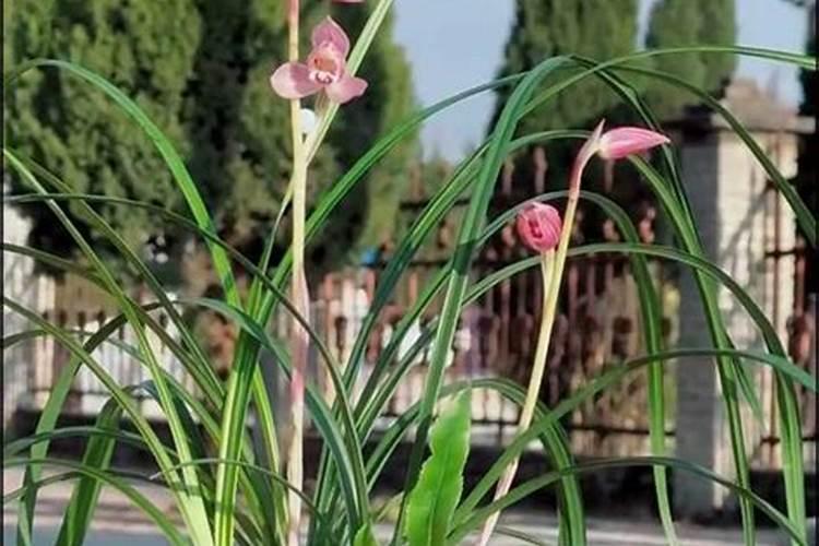 花盆里磷肥放多了对花是否好？