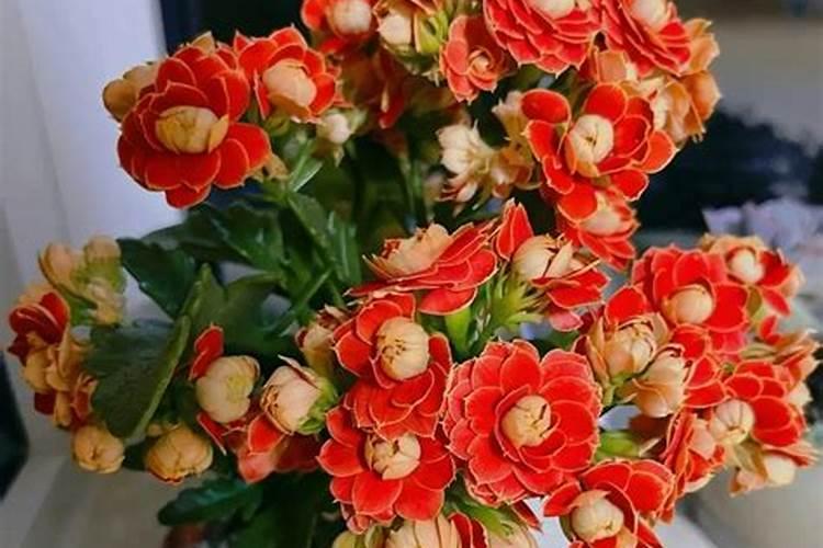 长寿花秋季可施氮肥吗 长寿花秋季是否可施氮肥