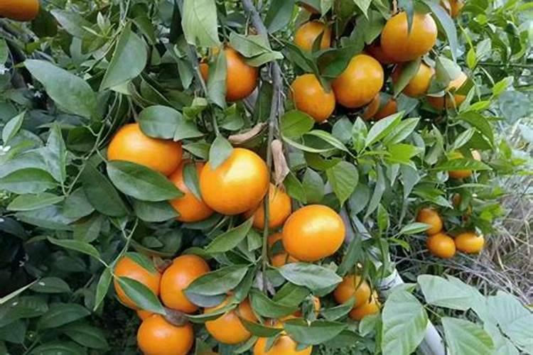 沃柑全年施肥时间表 介绍沃柑及施肥的方法