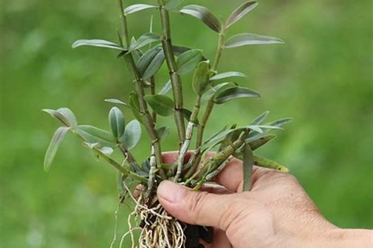 铁皮石斛什么情况需要施肥