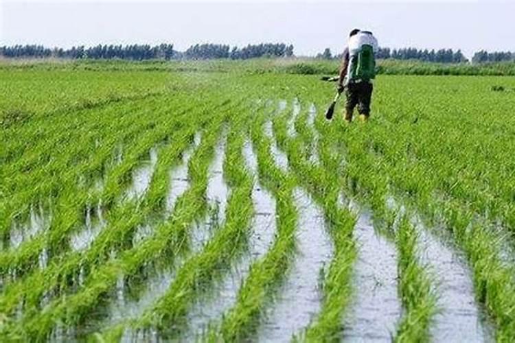 我家的水稻苗长得很小,使用云大YD120长效芸苔素效果怎么样？