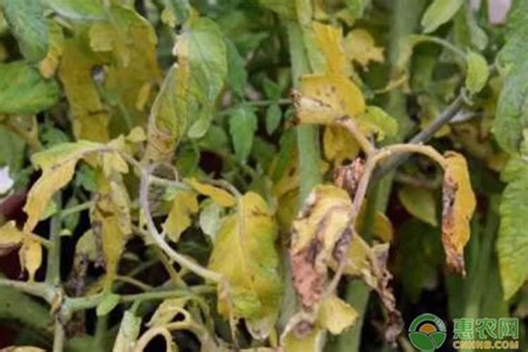 番茄叶子发黄怎么办