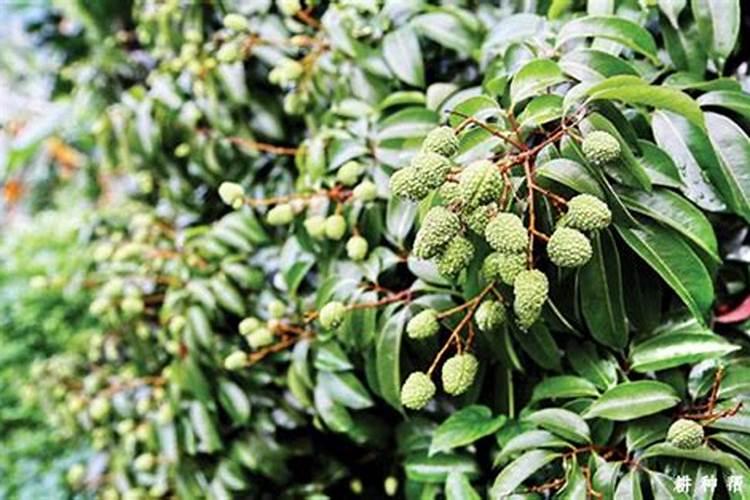 种植红荔枝的方法