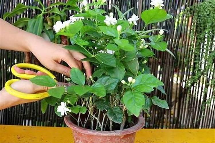 茉莉花为什么只长叶子不开花