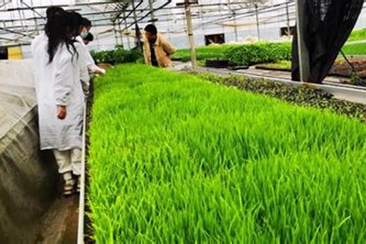 育秧一方基质多少钱