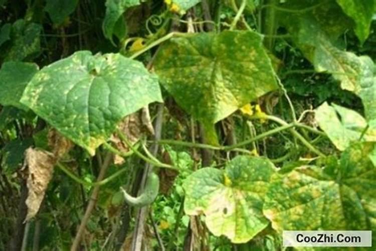 黄瓜叶子不绿缺什么肥料