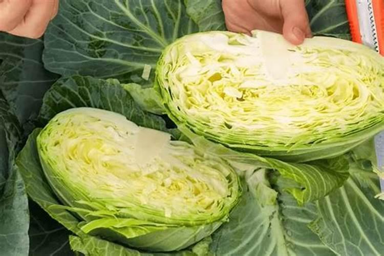 甘蓝施什么肥最好