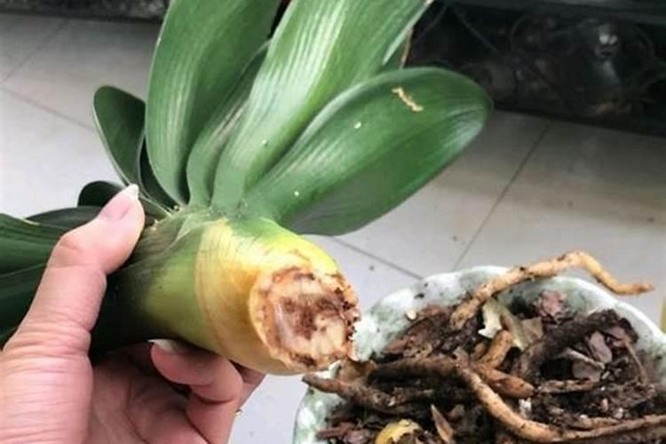 君子兰施大量肥所造成的危害