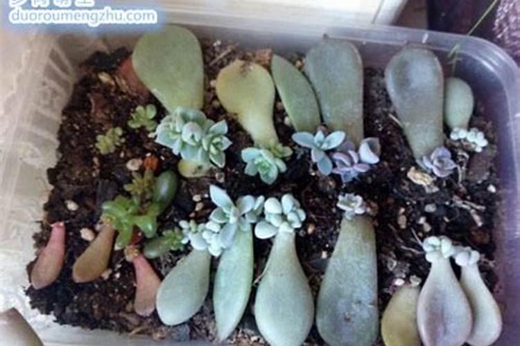 叶插多肉植物的养殖方法
