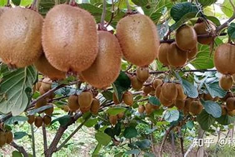 腐植酸复合肥好吗