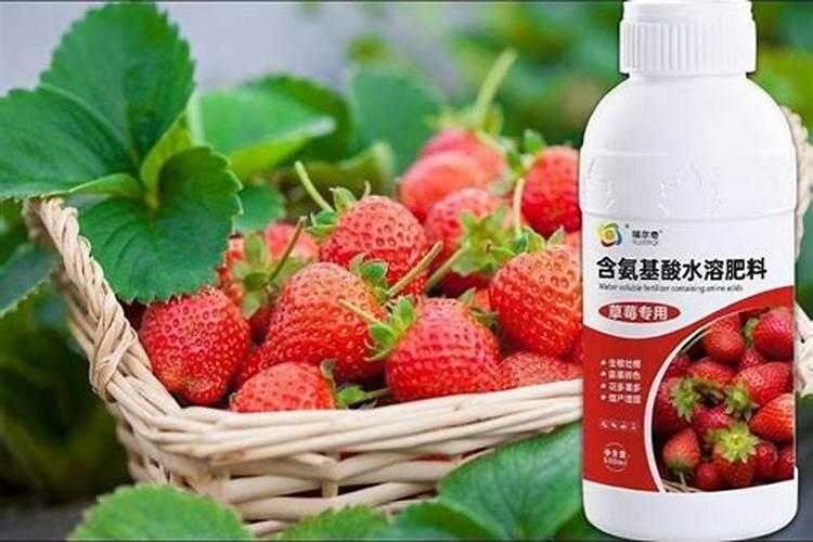 草莓肥料哪些最好