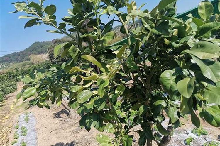 柚子树用什么肥料最好